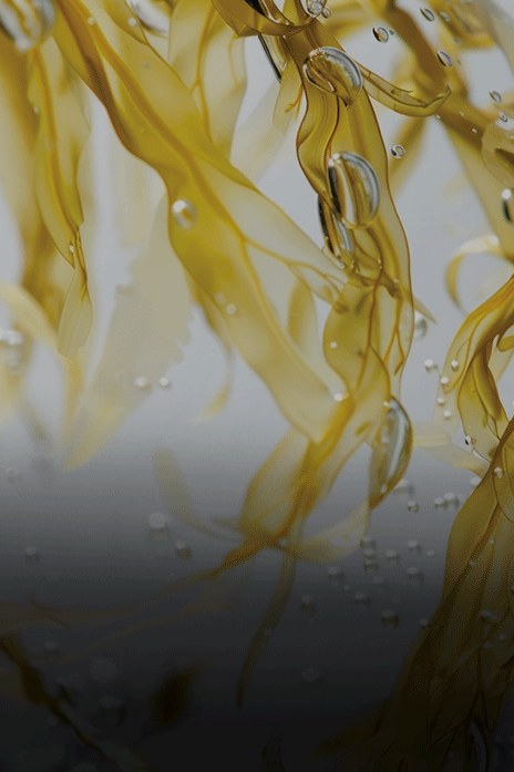 Close-up of  golden seaweed with water droplets on a light background